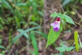 Purple Orchid/ thai flower/Thai orchid