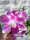 Purple orchid under the sun