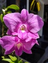 Purple orchid under a sunny day