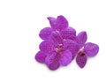 Purple orchid (Vanda coerulea) on white background Royalty Free Stock Photo