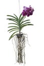 Purple Orchid Vanda flower bloom and hanging in black plastic pot in the garden isolated on white background. Royalty Free Stock Photo