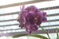 Purple Orchid Vanda flower bloom in the garden. Royalty Free Stock Photo