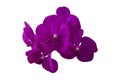Purple Orchid Vanda flower bloom isolated on white background. Royalty Free Stock Photo