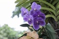 Purple Orchid Vanda flower bloom on tree in the garden. Royalty Free Stock Photo