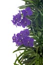 Purple Orchid Vanda flower bloom in the vertical garden isolated on white background. Royalty Free Stock Photo