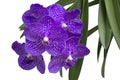 Purple Orchid Vanda flower bloom in the vertical garden isolated on white background. Royalty Free Stock Photo