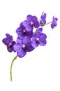 Purple orchid vanda isolated on white background