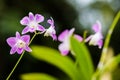 Purple orchid, white background Royalty Free Stock Photo