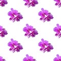 Purple orchid on white background. Isolated flowers. Seamless floral pattern for fabric, textile, wrapping paper. Tropical flowers Royalty Free Stock Photo