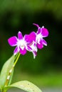 Purple orchid, white background Royalty Free Stock Photo