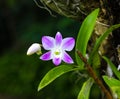 Purple orchid, white background Royalty Free Stock Photo