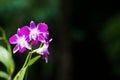 Purple orchid, white background Royalty Free Stock Photo