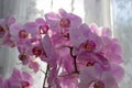 Purple orchid on the window,morning on the window bloom a beautiful orchid