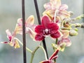 Purple orchid at window, Orchidaceae, Phalaenopsis known as the Moth Orchid, abbreviated Phal