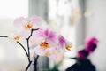 Purple orchid on windowsill. Home plants care