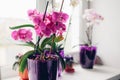 Purple orchid on windowsill. Home plants care