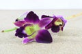 Purple orchid on wood background