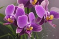 Purple orchid with yellow stamens and water drops Royalty Free Stock Photo