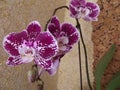 Purple orchideja