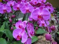 Purple Orchids 2 Royalty Free Stock Photo