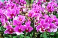 Purple orchids Royalty Free Stock Photo