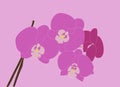 Purple Orchids Royalty Free Stock Photo