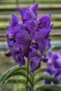 Purple orchids on a branch Royalty Free Stock Photo