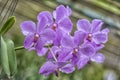 Purple orchids on a branch Royalty Free Stock Photo