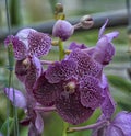 Purple orchids on a branch Royalty Free Stock Photo