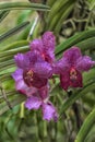 Purple orchids on a branch Royalty Free Stock Photo