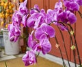 Purple Orchids at a Chinese temple Royalty Free Stock Photo