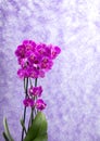 Purple orchids corsage Royalty Free Stock Photo