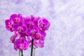 Purple orchids corsage Royalty Free Stock Photo