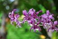 Purple orchids dendrobium  blooming in nature garden outdoor background Royalty Free Stock Photo