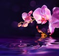 Purple orchids and drops in water