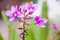 Purple orchids flower blooming in outdoor nature garden background Royalty Free Stock Photo