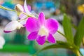 Purple orchids flower fersh