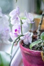 Purple orchids flower in the pot on windowsill. Spring and summer nature background. Phalaenopsis orchids blooming on