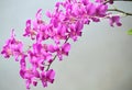 Purple Orchids Flowers
