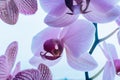 Purple orchids flowers on sky-blue background. Amazing phalaenopsis orchid, close up. phalaenopsis orchid on sky Royalty Free Stock Photo