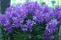 Purple Orchids Royalty Free Stock Photo