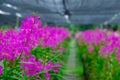 Purple orchids in the garden that bloom full