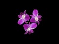 Purple Orchids (Orchidaceae)