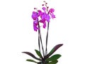 Purple orchids in a pot