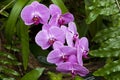 Purple Orchids Royalty Free Stock Photo