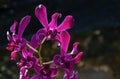 Purple orchids, silhouette shot with dark background Royalty Free Stock Photo