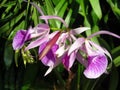 Purple Orchids Royalty Free Stock Photo