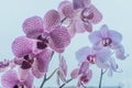 Purple orchids on sky-blue background, close up. Phalaenopsis orchid flowers Royalty Free Stock Photo