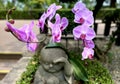 Purple Orchids Surround a Stone Buddha Statue