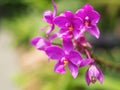 Purple orchids in ther garden ,soft focus